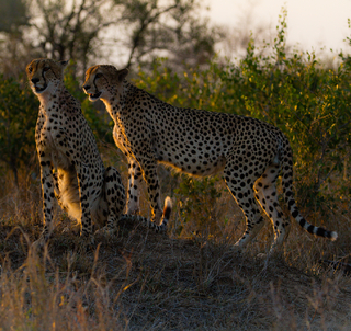 Det bästa av Sydafrika