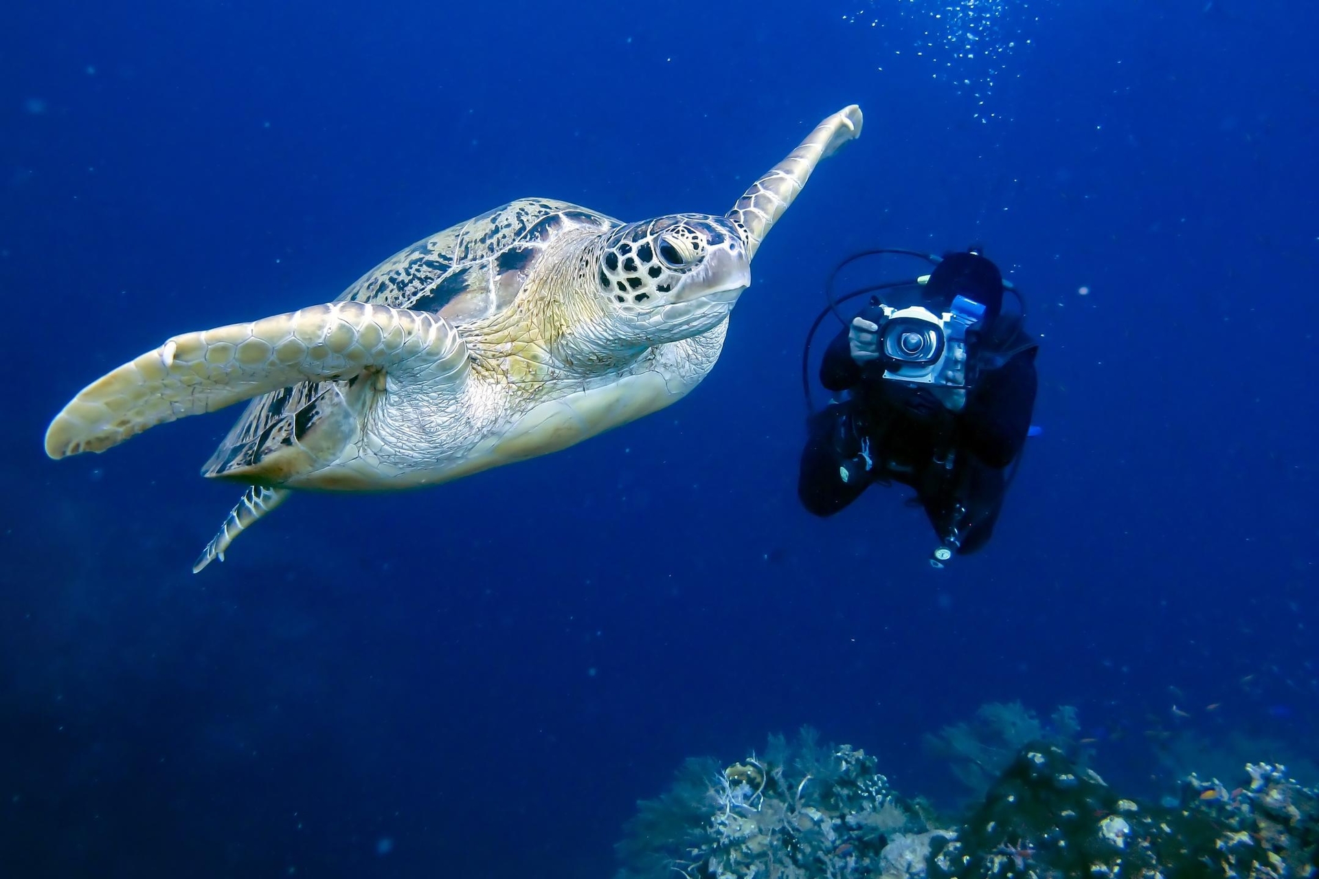 Barfotalyx och paradisöar