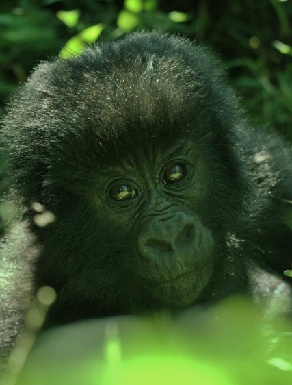 Lena: Gorilla Trekking i Uganda