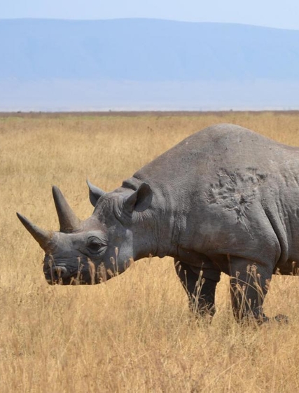 Bästa safariresemålen i Afrika