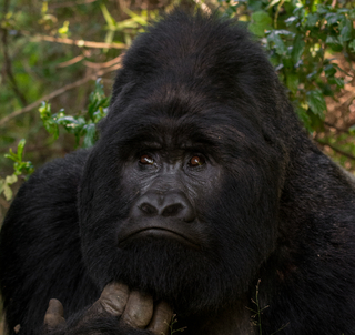 Det bästa av Rwanda & Uganda