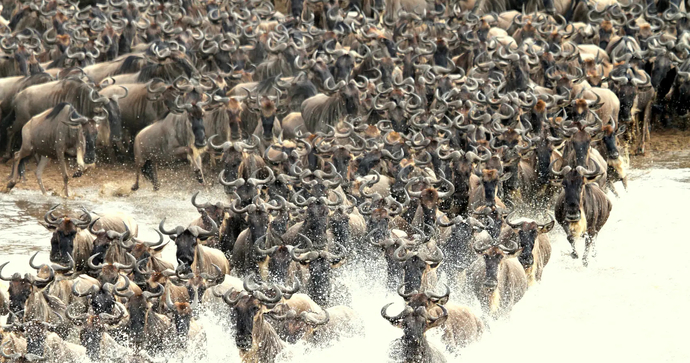 Migrations Crossing Intimate Zebra