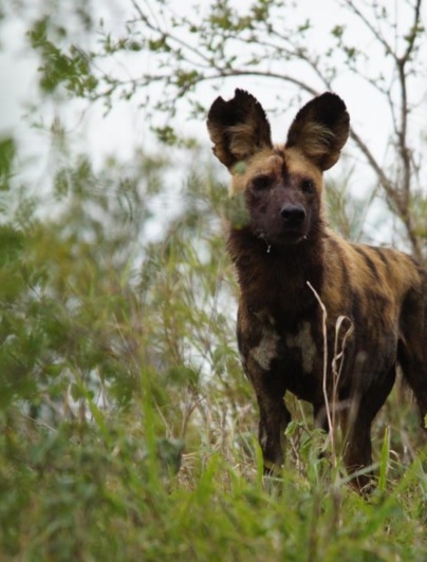 Olivias rundresa i Sydafrika