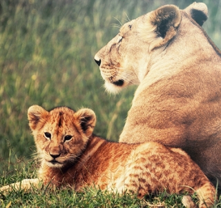 Safari Masai Mara och Zanzibar