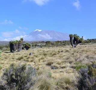 Marangurutten & Safari
