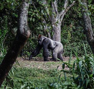 Gruppresa Uganda med Gorilla Trekking