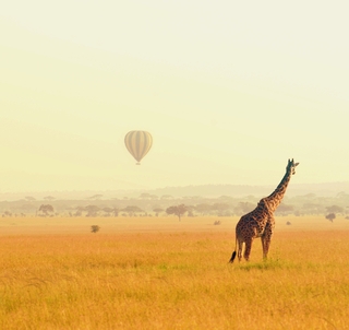 Klassisk Safari Kenya & Diani Beach