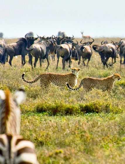 Upplev Serengeti på riktigt: Tipsen du inte hittar i broschyrerna
