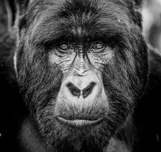 Gorilla Trekking Rwanda