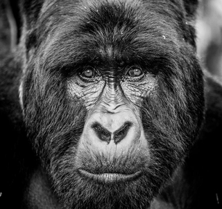 Gorilla Trekking & Zanzibar