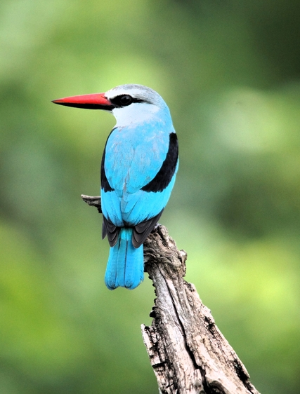 KwaZulu-Natal – upptäck Sydafrikas bäst bevarade hemlighet