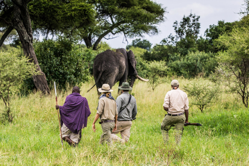 Kom n&auml;ra djuren p&aring; vandringssafari i Serengeti