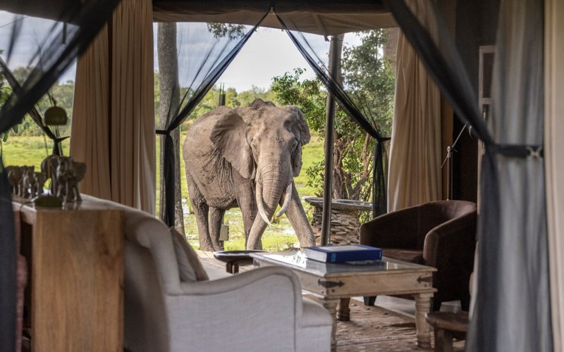 Elefant utanf&ouml;r ing&aring;ngen till t&auml;ltlodge i Kenya.