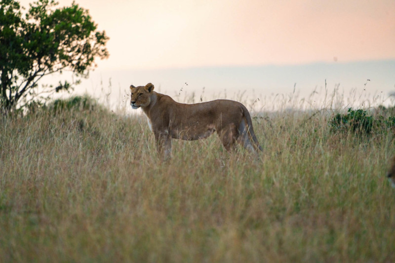 En vacker lejonhona som st&aring;r i gr&auml;set och spanar