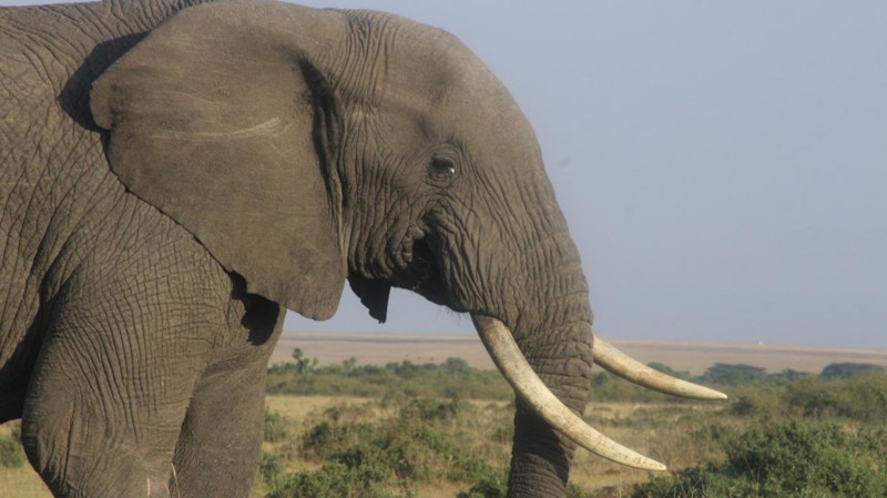 Elefant i Kenya