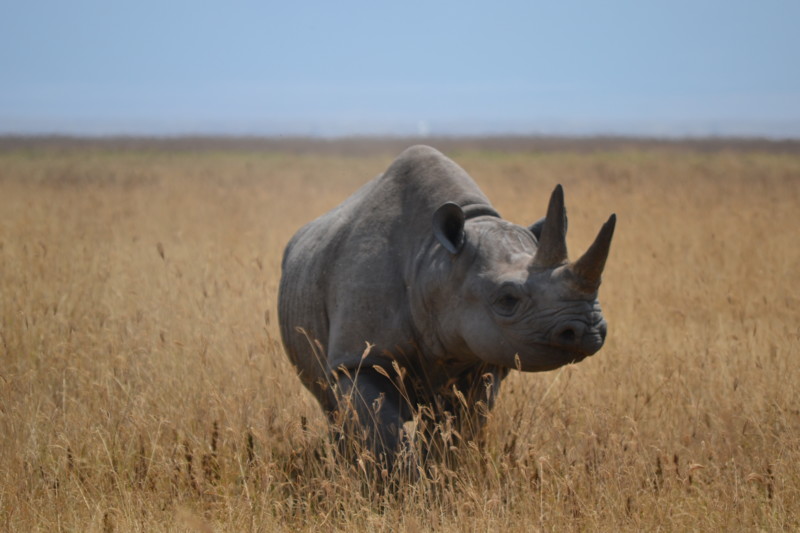 Nosh&ouml;rning, en av "The big 5"