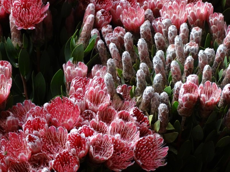 Botaniska tr&auml;dg&aring;rden Kirstenbosch