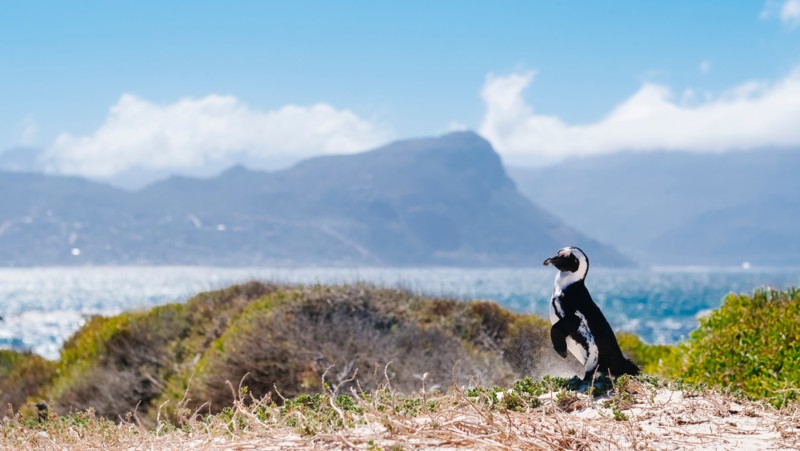 Pingvin p&aring; Boulders Beach &ndash; en h&ouml;jdpunkt p&aring; &auml;ventyret i Kapstaden