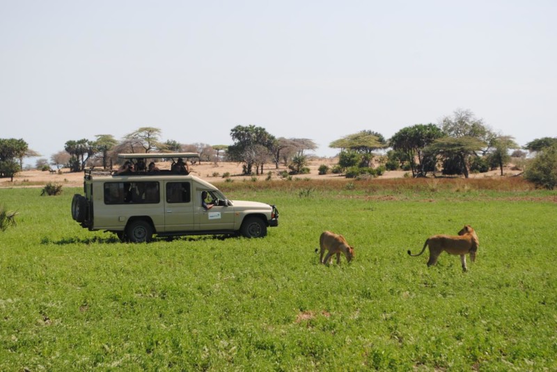 Safari i Tanzania &ndash; lejon p&aring; savannen