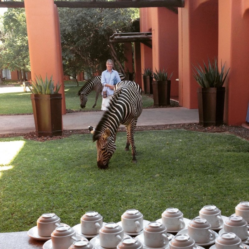 Zebror som bor p&aring; hotellets mark i Afrika