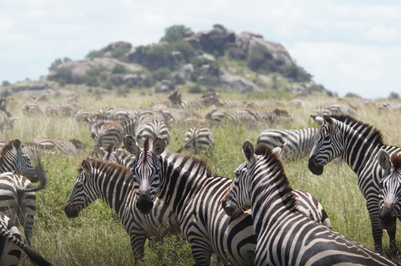 Den stora migrationen i Serenget &ndash; ett av naturens underverk