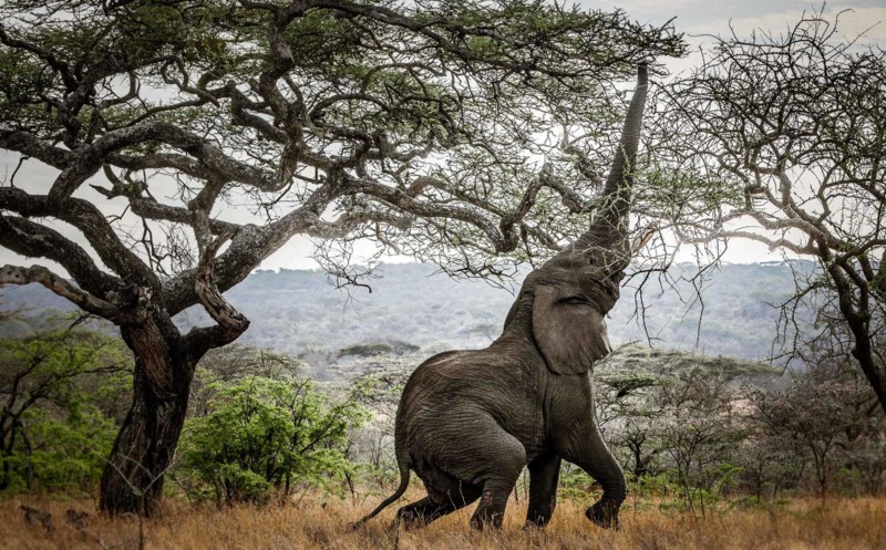 Zanzibar och safari &ndash; tv&aring; sidor av Tanzania