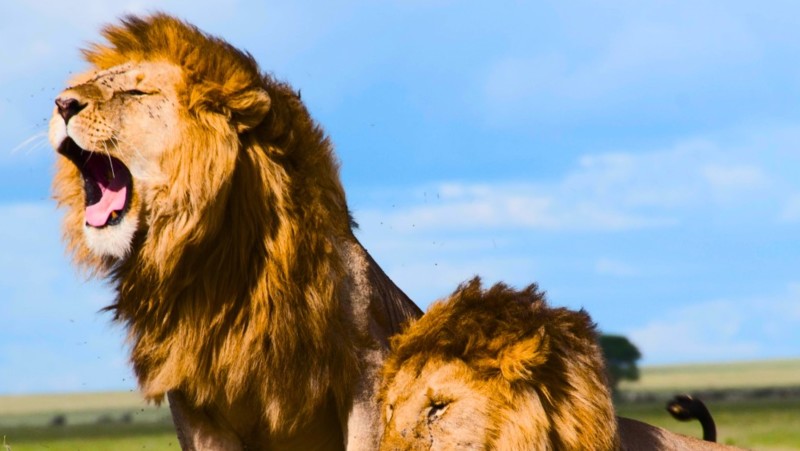 Lejon p&aring; Safari &ndash; packa r&auml;tt till safariresan.