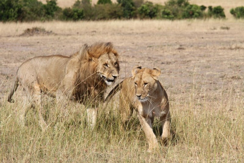 Lejon i Masai Mara