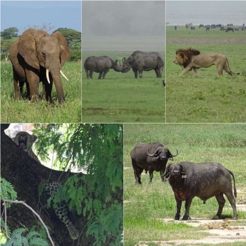 The Big Five i Tanzania