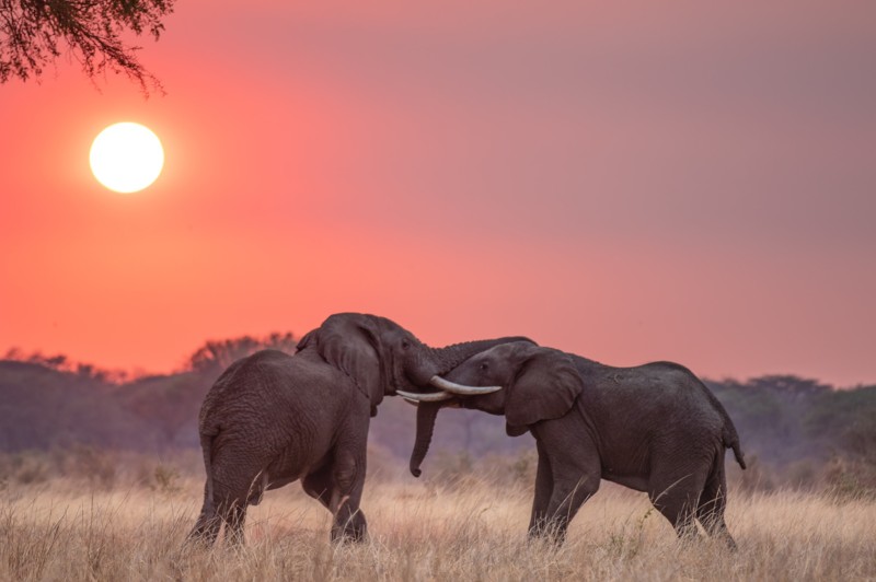 Elefanter p&aring; Serengetis sl&auml;tter