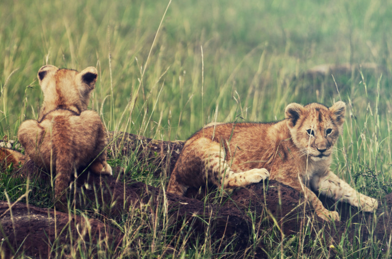 Safari i lugnare tempo &ndash; fler upplevelser, f&auml;rre transporter