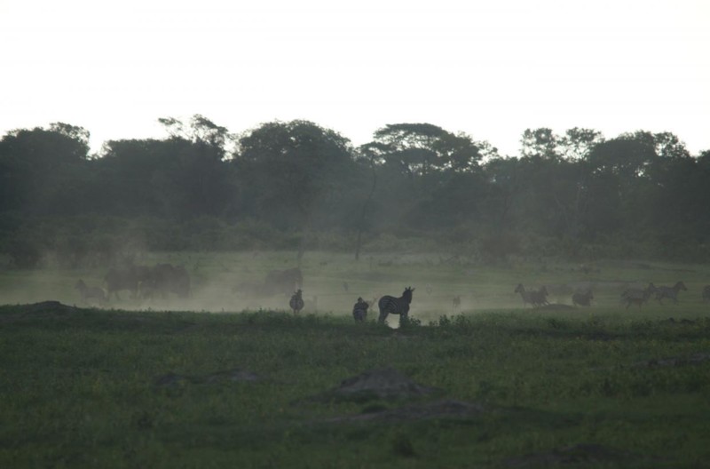 Hwange Nationalpark i skymningen
