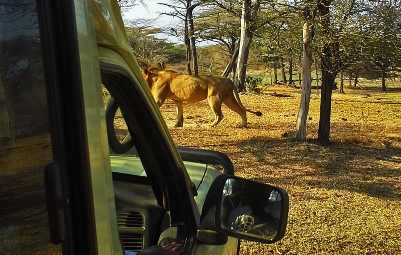 M&ouml;te med lejon p&aring; safariresan i Tanzania