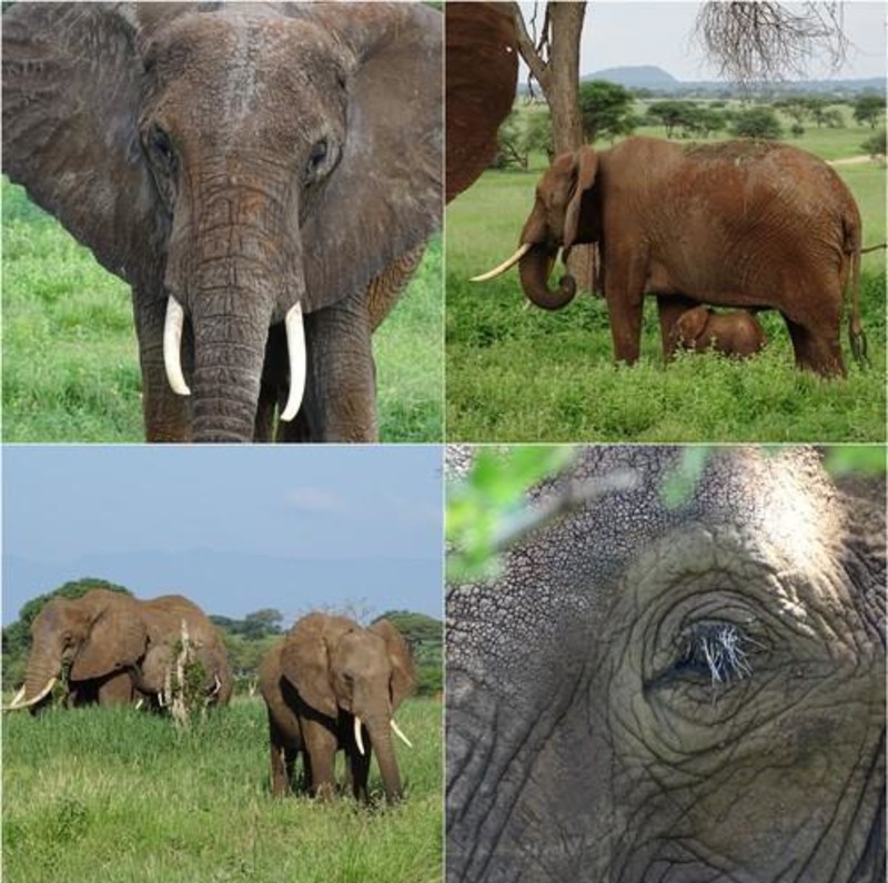 Elefantflock i Tanzania