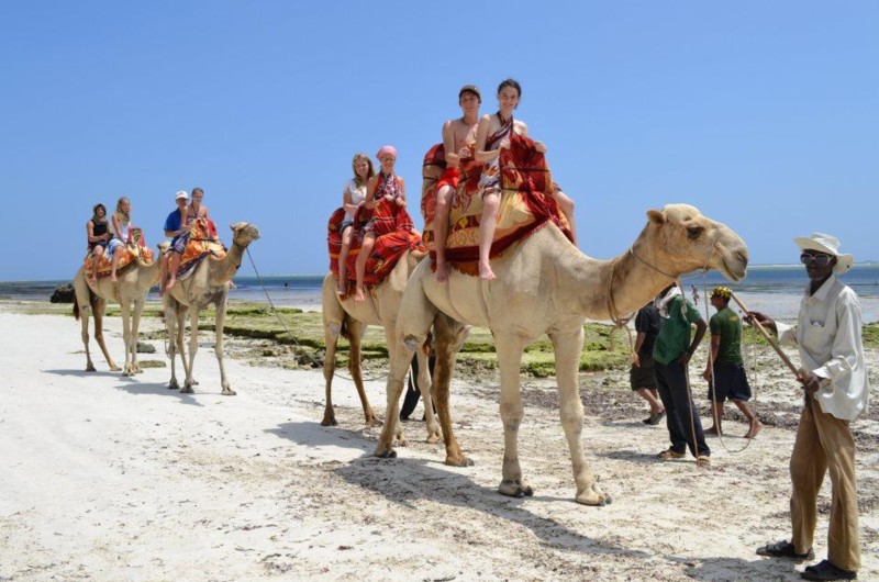 Kameler p&aring; en strand i Mombasa