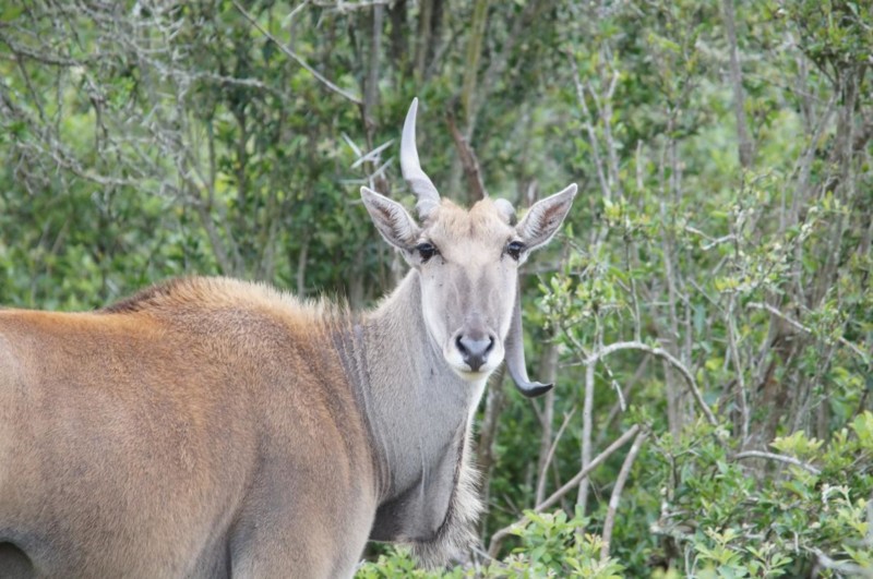 Elandantilopen &auml;r v&auml;rldens st&ouml;rsta antilop, en fullvuxen hane kan v&auml;ga n&auml;stan 1000 kg. Vi fick se en ovanlig syn, en Elandantilop med ett b&ouml;jt horn.