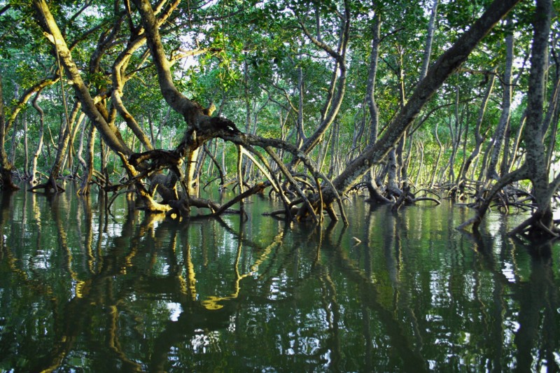 Fachineras av den unika naturen i mangrovetr&auml;sken vid den Kenyanska kusten.