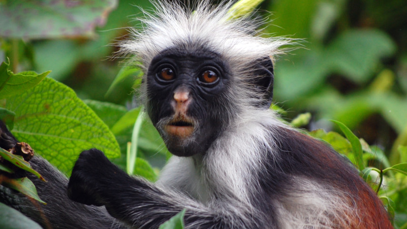 Apa i Jozani Chwaka Bay National Park