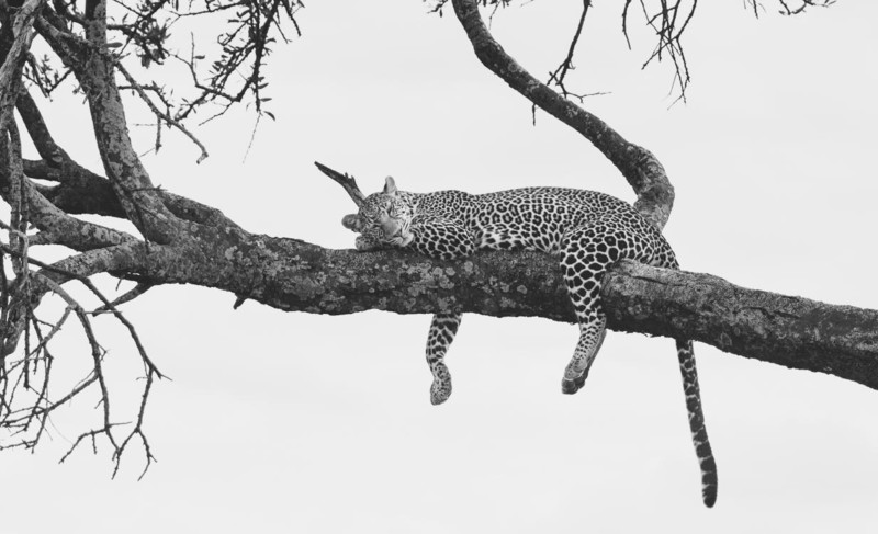Leopard vilar i ett tr&auml;d p&aring; Afrikas savann