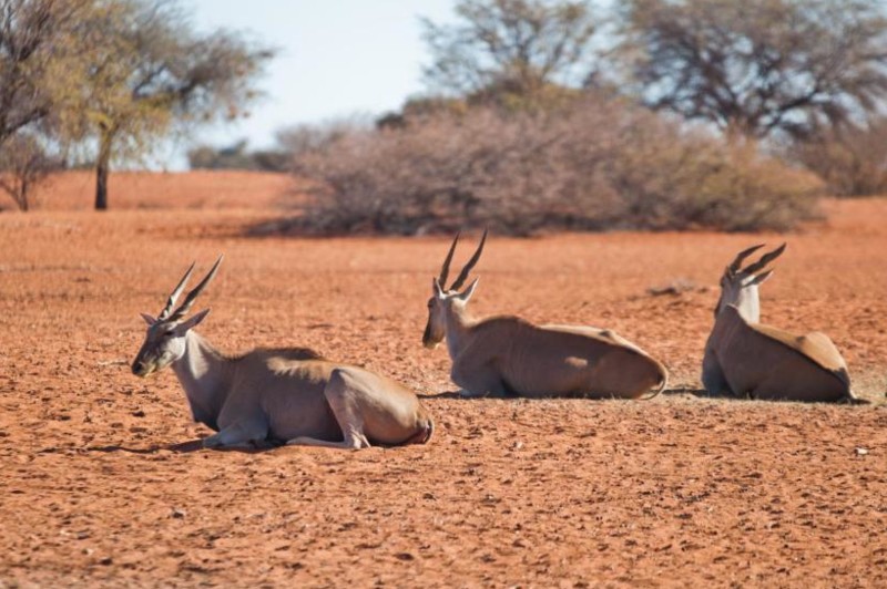 Antiloper vilar i den torra &ouml;knen