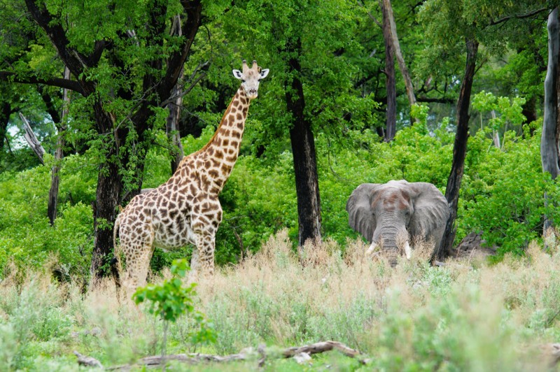 Elefant och giraff i Sydafrika