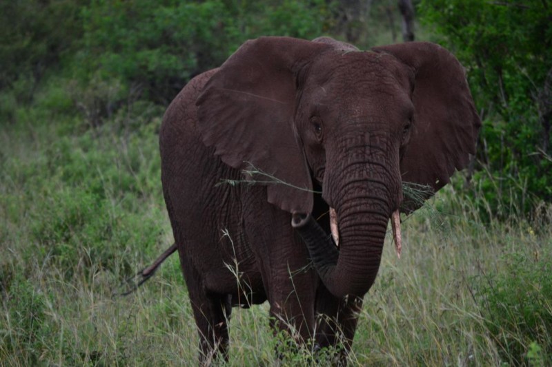 En elefant p&aring; n&auml;ra h&aring;ll. Vi s&aring;g en flock med elefanter p&aring; v&aring;r safariresa i Afrika.