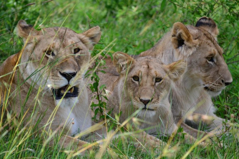 Lejon p&aring; Masai Maras Savann. Som Lejonkungen i verkligheten.