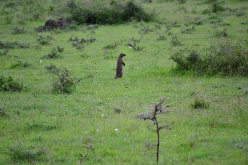 En surikat p&aring; v&aring;r safari i Masai Mara &ndash; ni vet en s&aring;n som Timon i Lejonkungen.