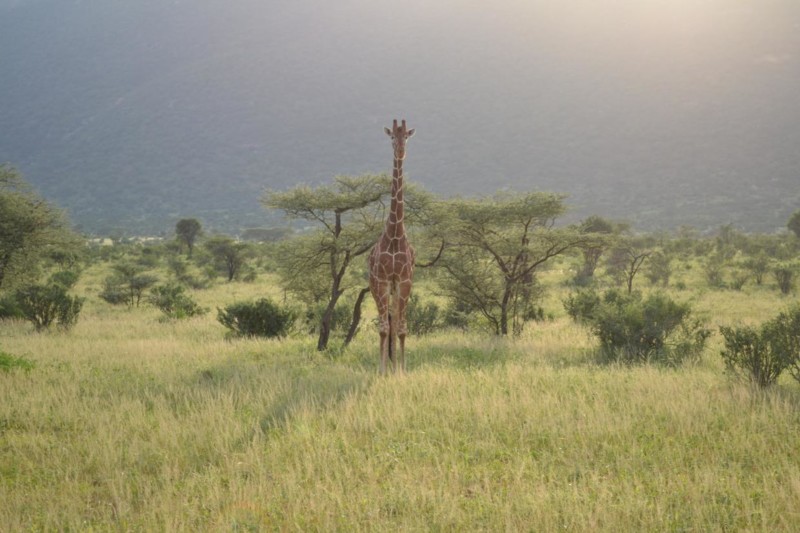 En st&aring;tlig giraff i Kenya
