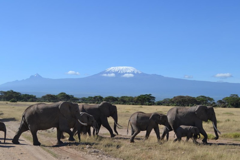 M&ouml;te med elefanter p&aring; safariresan i Kenya