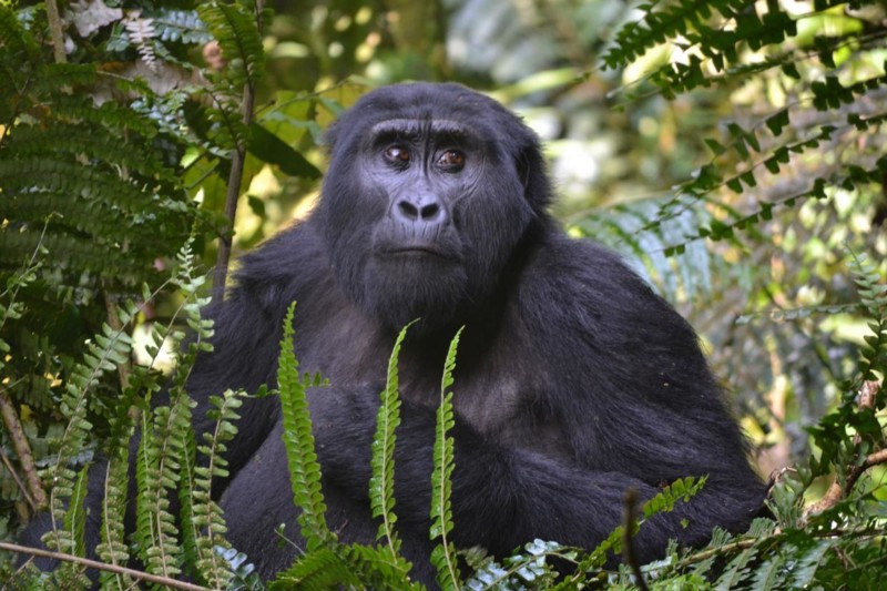 En gorilla i Uganda