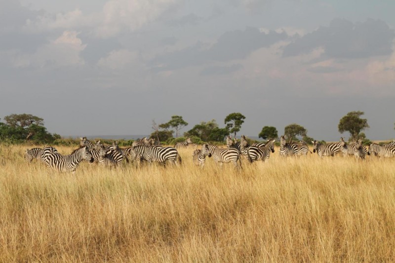 Under m&aring;naderna juli &ndash; oktober r&ouml;r sig stora hjordar av gnuer och zebror &ouml;ver Masai Maras sl&auml;tter.