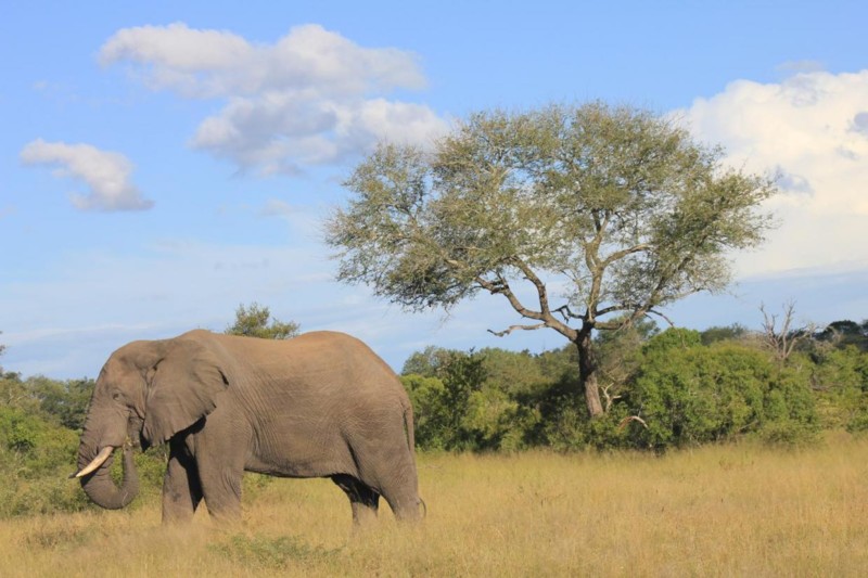 Elefant p&aring; safari i Afrika