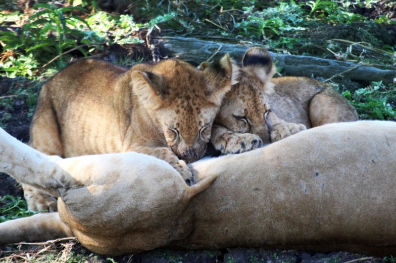 Lejonmamman diar sina tv&aring; lejonungar. N&aring;got du kan ha turen att se p&aring; safari i afrika.